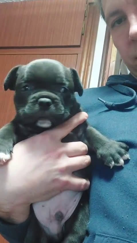 American Bully perros en venta: American Bully  - Video 3