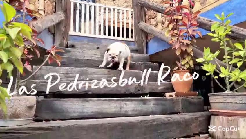 Bulldog Inglés perros en venta: Hembra bulldog ingles - Video 2