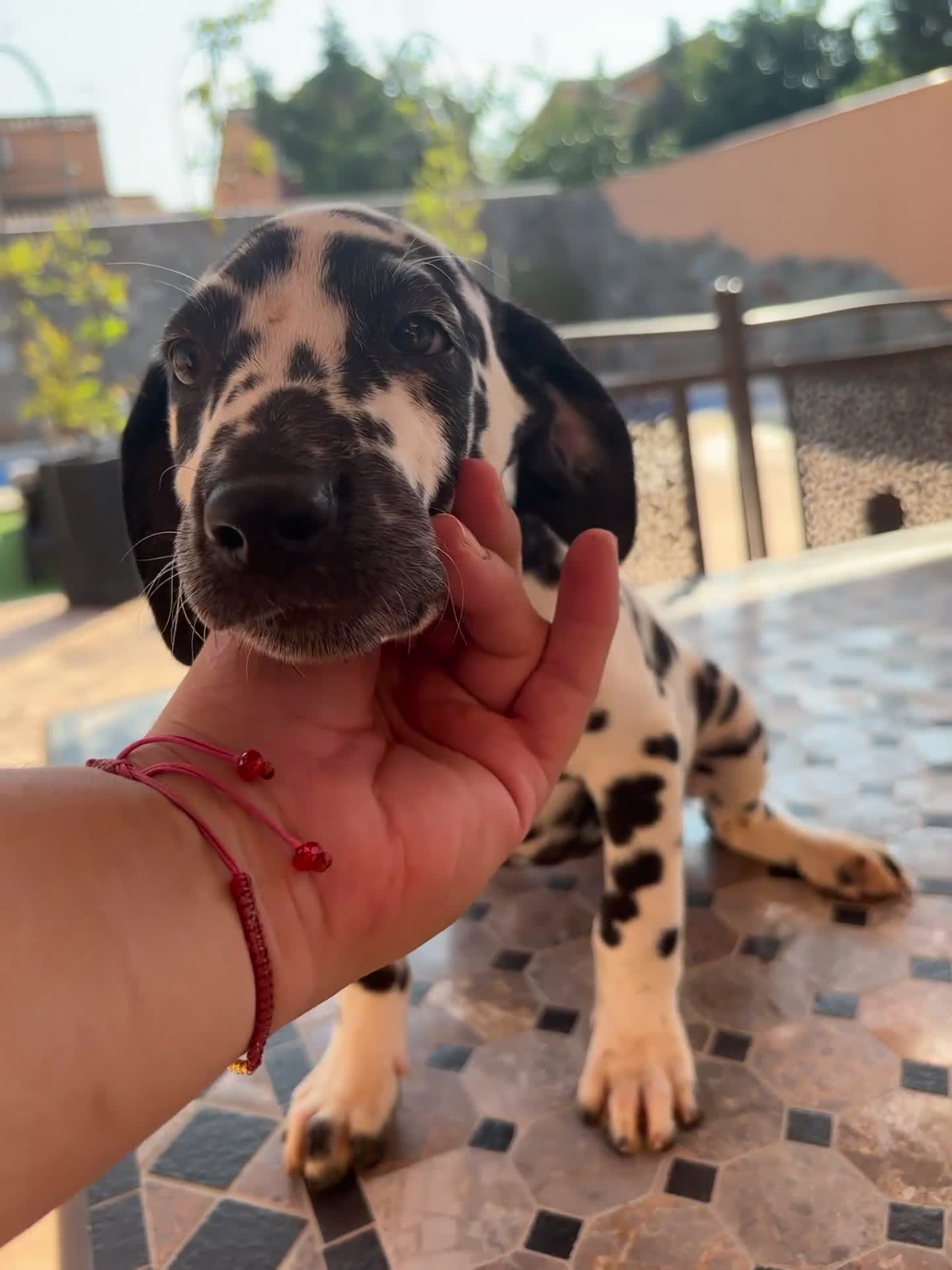 Dálmata perros en venta: Dalmata - Video 1