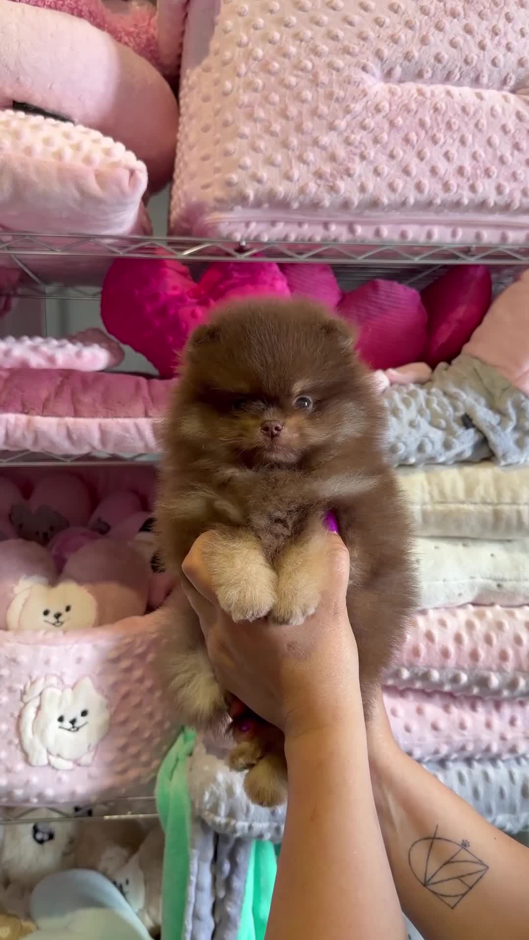Pomerania perros en venta: Increíble macho pomerania chocolate y fuego - Video 2