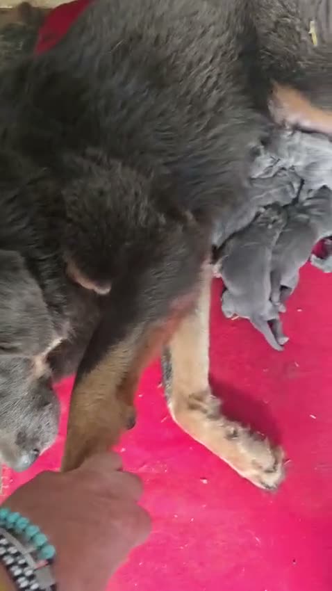 Dogo del Tíbet perros en venta: Camada Dogo del Tíbet, Blue - Machos y Hembras - Video 1