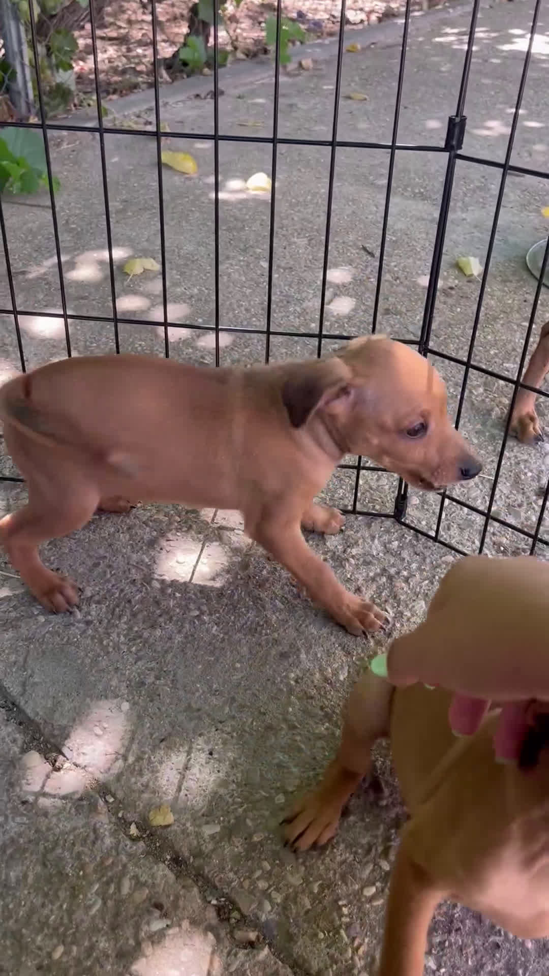 Pinscher Miniatura perros en venta: Pinscher Miniatura  - Video 3