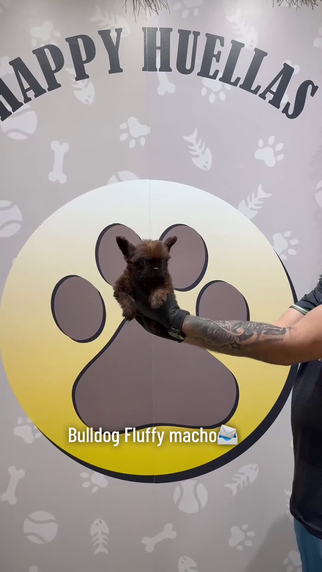 Bulldog Francés perros en venta: Bulldog francés fluffy - Video 1