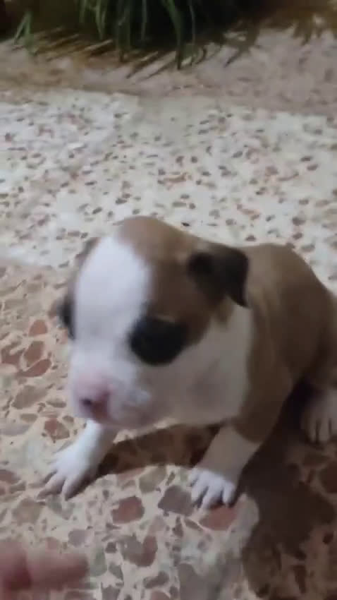 Boxer perros en venta: Bóxer disponible  - Video 2
