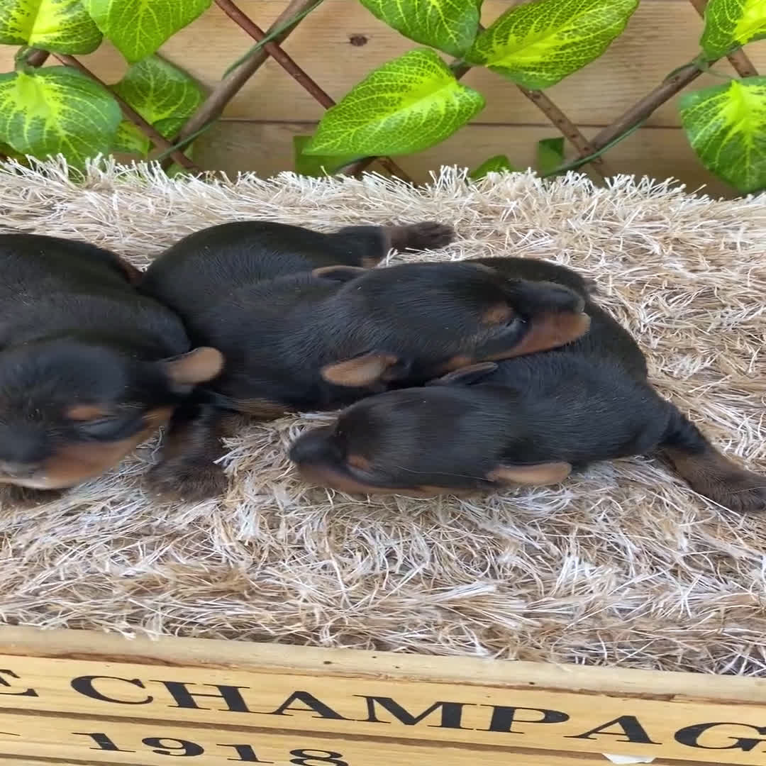 Yorkshire Terrier perros en venta: Camada de Ily - Video 1