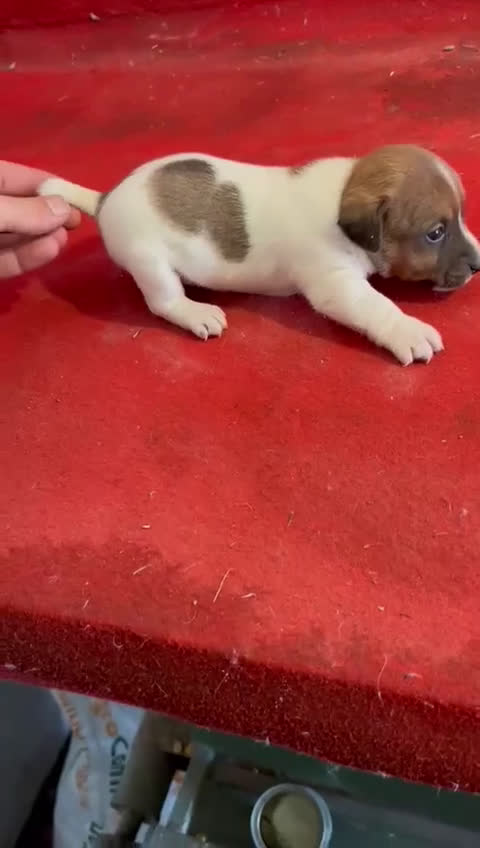 Jack Russell Terrier perros en venta: Jack Russell  - Video 1