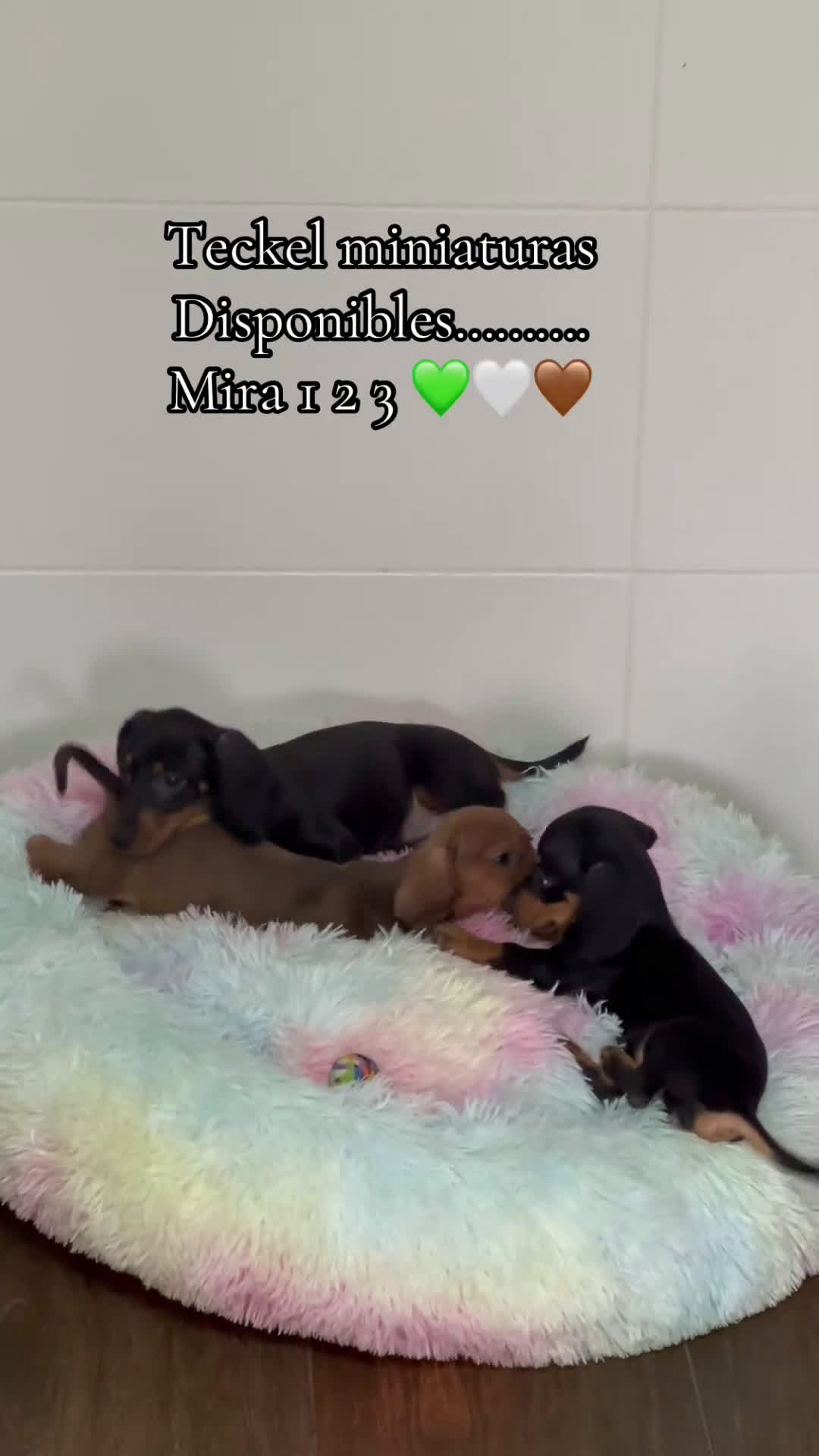 Teckel Miniatura perros en venta: Teckel mini - Video 1