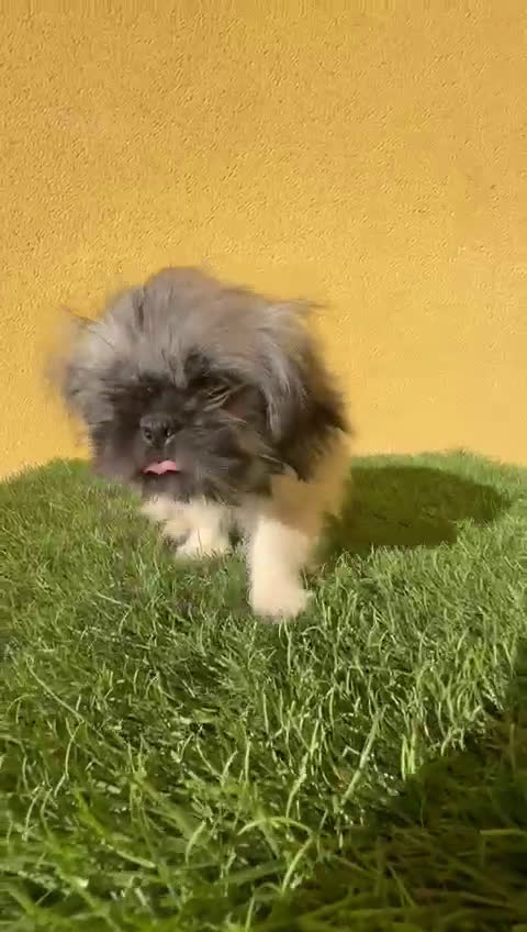 Pekinés perros en venta: cachorrita de Pekines Imperial  - Video 1