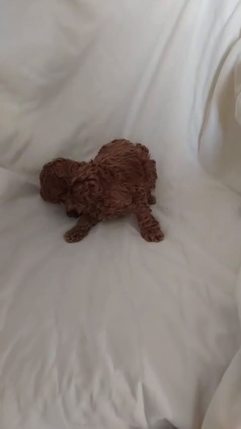 Caniche Toy perros en venta: Caniche toy en venta  - Video 1