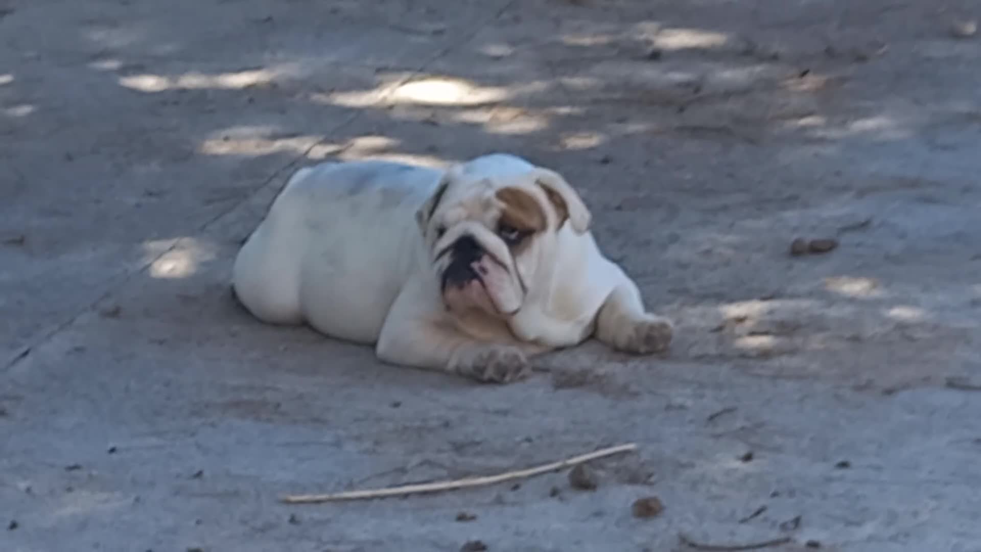 Bulldog Inglés perros en venta: Cachorro bulldog ingles  - Video 2