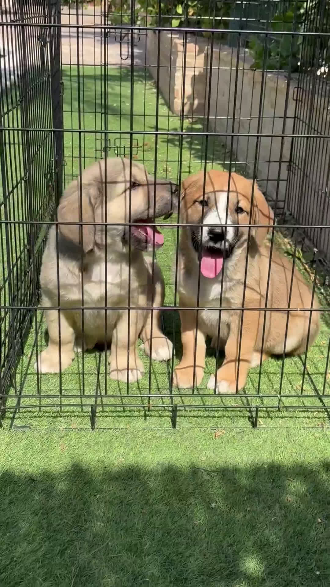 Pastor de Asia Central perros en venta: Cachorros Alabai  - Video 1