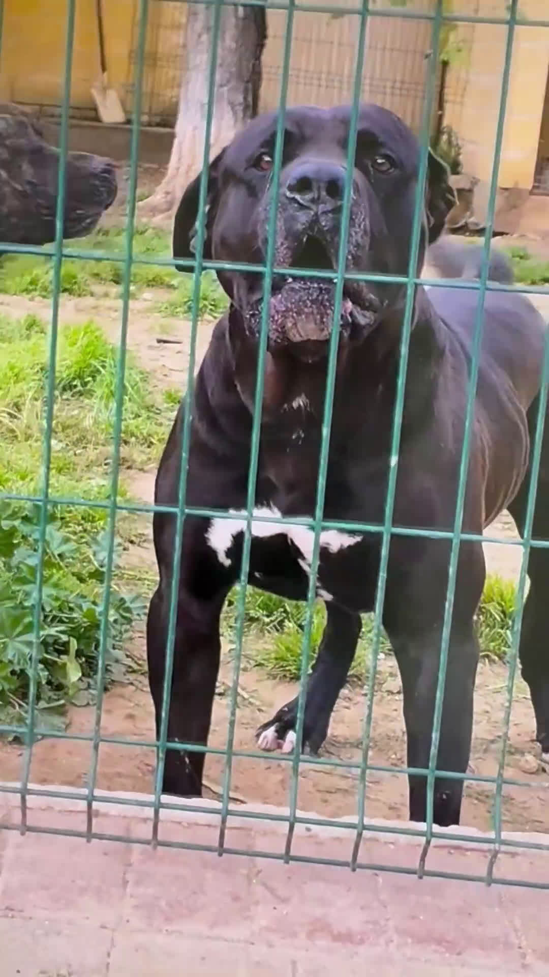 Presa Canario perros en venta: Presa canario  - Video 1
