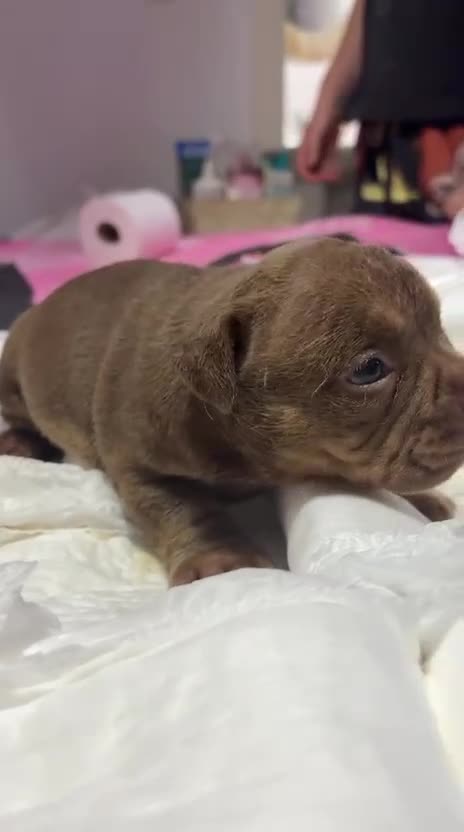 American Bully perros en venta: American bully pocket - Video 1