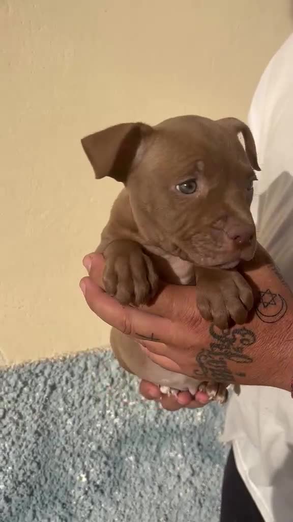 American Pit Bull Terrier perros en venta: Pitbull  - Video 1