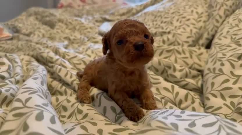 Caniche Toy perros en venta: Caniches toy - Video 2