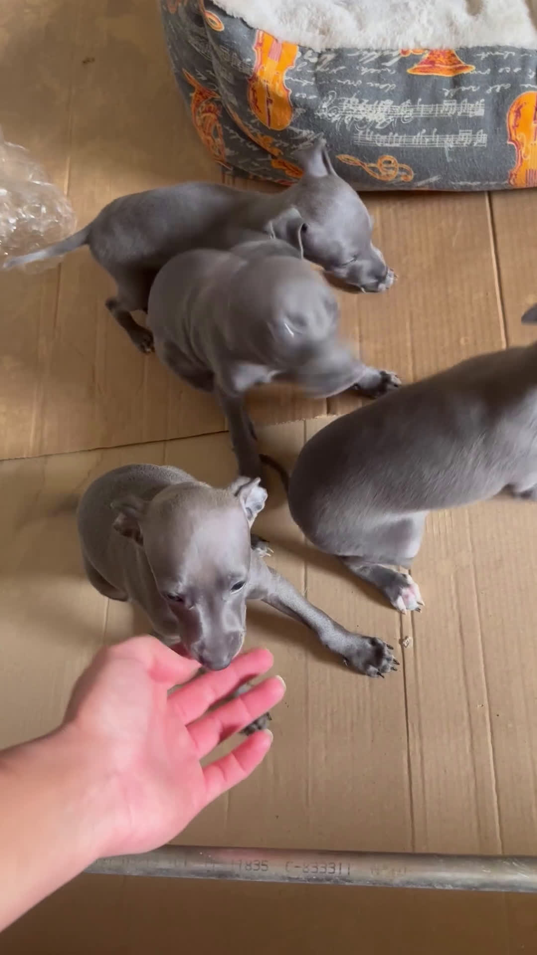 Pequeño Lebrel Italiano perros en venta: CACHORROS DE PICCOLO LEBREL ITALIANO - Video 1