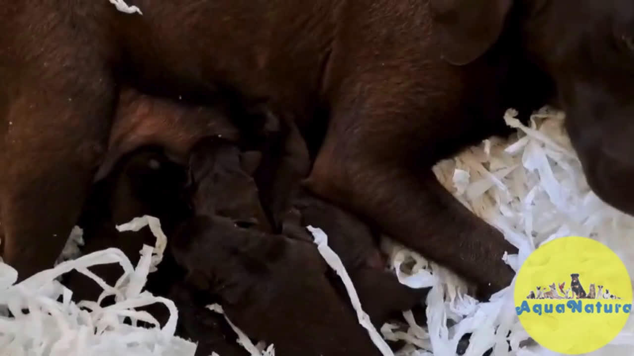 Labrador Retriever perros en venta:  Camada Labrador Retriever - AQUANATURA en Barcelona - Video 1