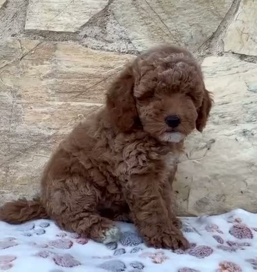 Caniche Toy perros en venta: Caniche toy - Video 5