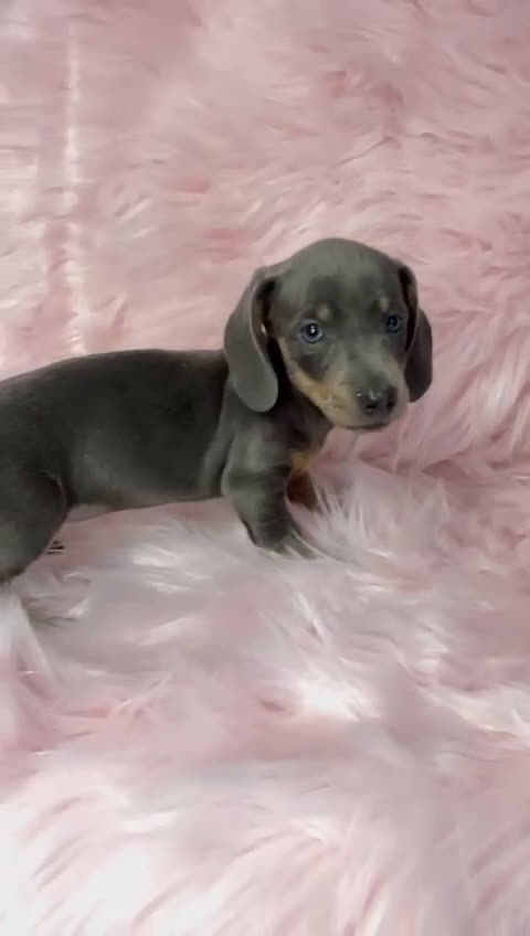 Teckel Miniatura perros en venta: Teckel Blue ojos azules  en Barcelona - Video 1