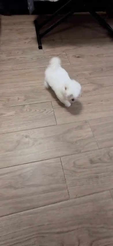 Bichón Maltés perros en venta: BICHÓN MALTÉS ❗🐾 - Video 1
