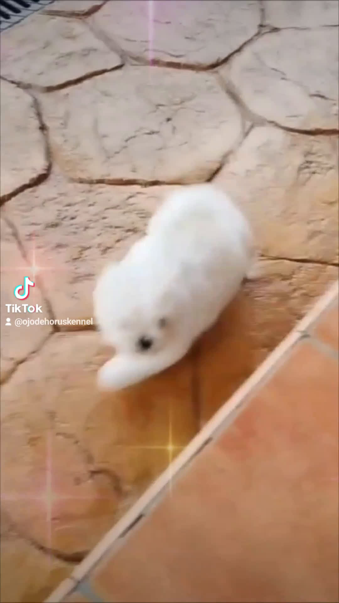 Bichón Maltés perros en venta: Bichón maltés ❗❗❗❗ coreano ✨⭐ - Video 1