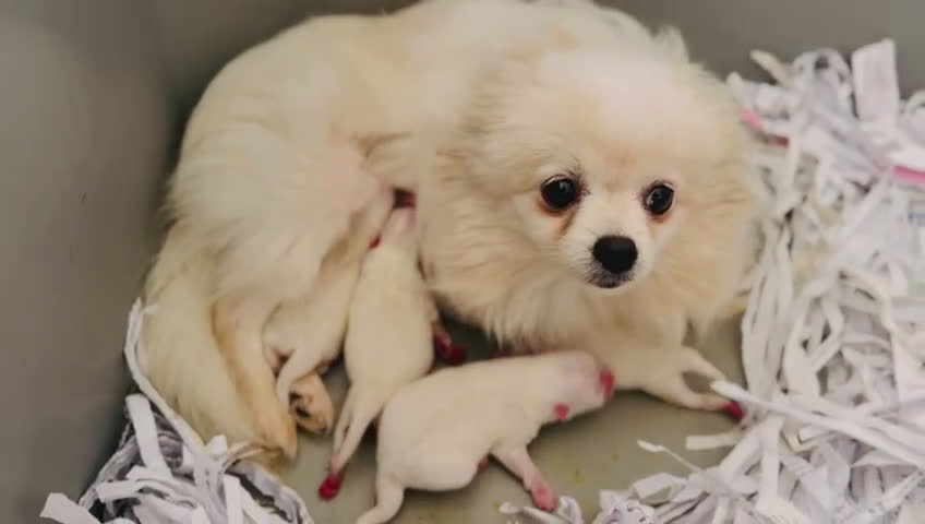 Pomerania perros en venta: POMERANIA - Video 3