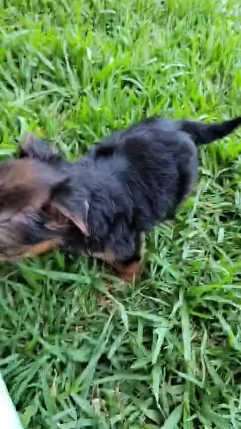 Yorkshire Terrier perros en venta: Yorkshire terrier machos  - Video 2