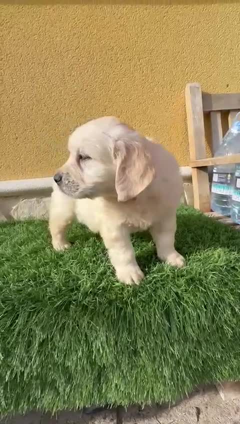 Golden Retriever perros en venta: Golden Retriever  - Video 1