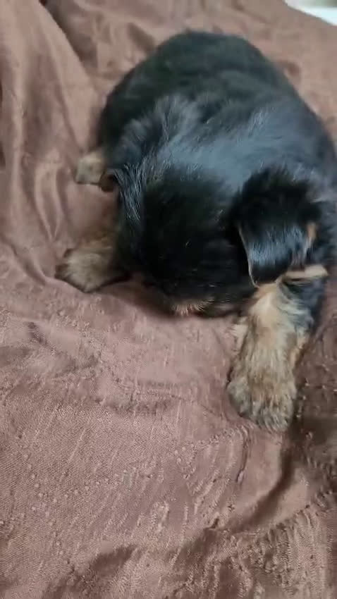 Yorkshire Terrier perros en venta: Camada de cachorros Yorkshire Terrier  en Granada - Video 4