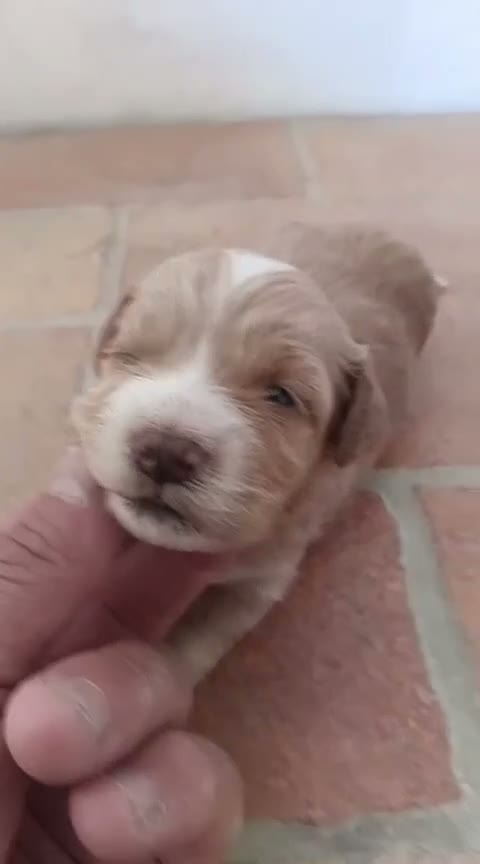 Maltipoo perros en venta: Hembras maltipoo toys - Video 2