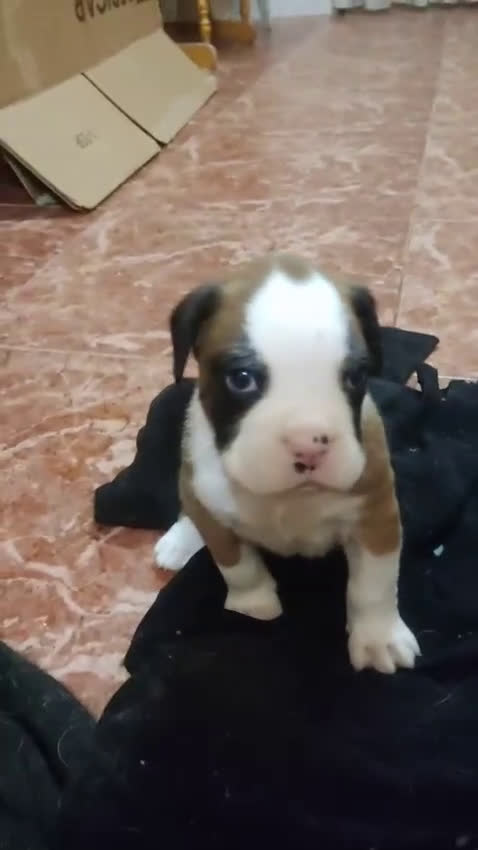 Boxer perros en venta: Bóxer  - Video 3