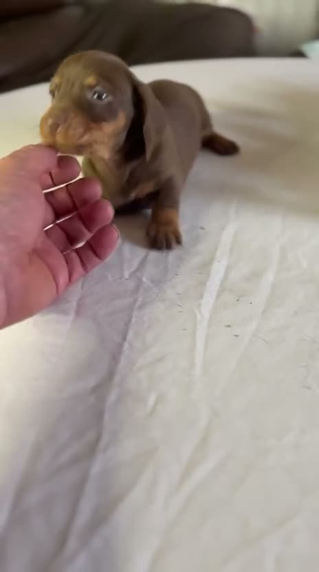 Teckel Miniatura perros en venta: Cachorra mini chocolate  - Video 1