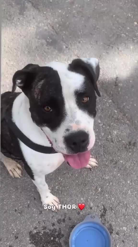 American Staffordshire-Terrier perros en adopcion: THOR ❤️ en Adopción  - Video 1