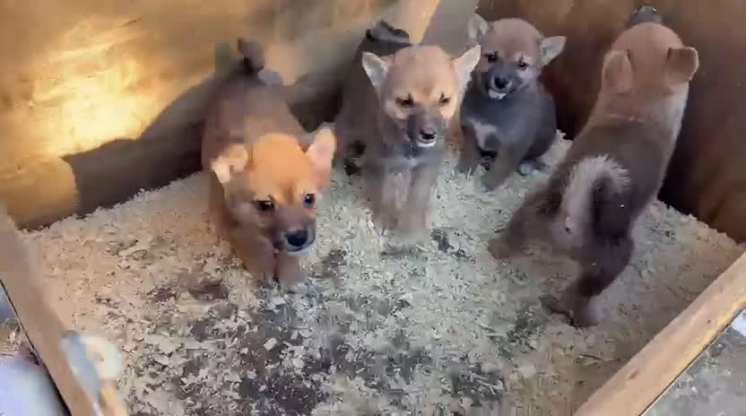 Shiba Inu perros en venta: Shiba Inu rojos preciosos machos  - Video 1