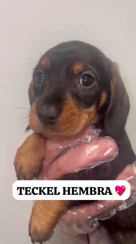 Teckel perros en venta: DOS PEQUEÑOS TECKEL HOJA SECA PRECIOSOS - Video 2