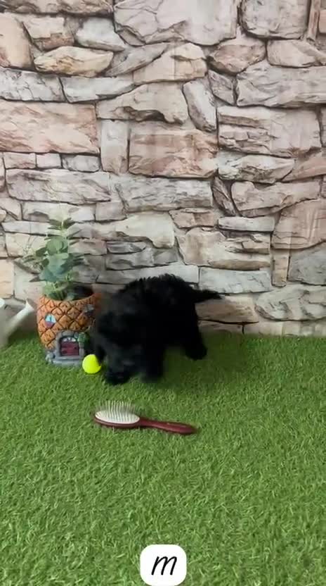 Cockapoo perros en venta: CACHORRITOS COCKAPOO - Video 1
