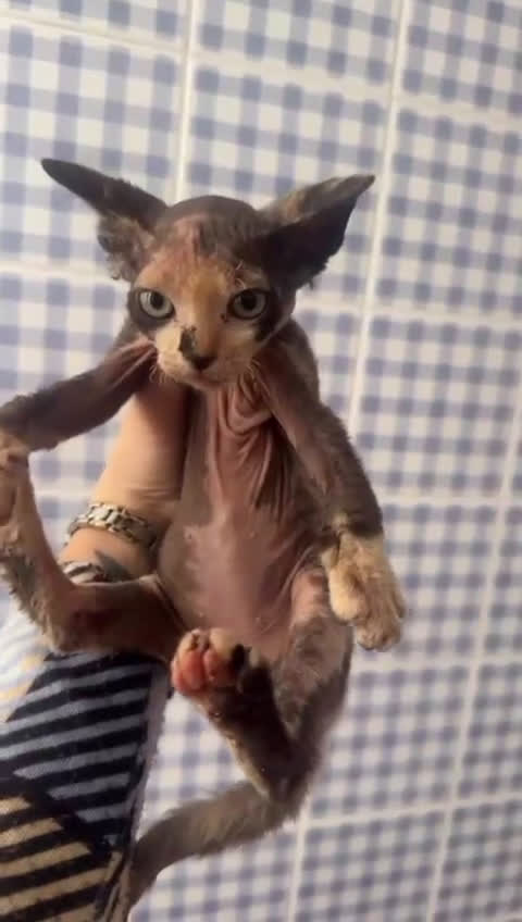 Sphynx gatos en venta: Gatitos Sphynx - Video 2