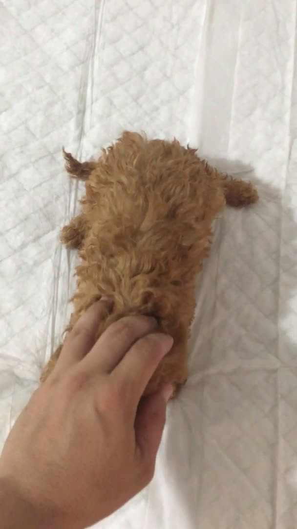 Caniche Toy perros en venta: CANICHES TOYS Y ENANOS GRAN CALIDAD  en Murcia - Video 5