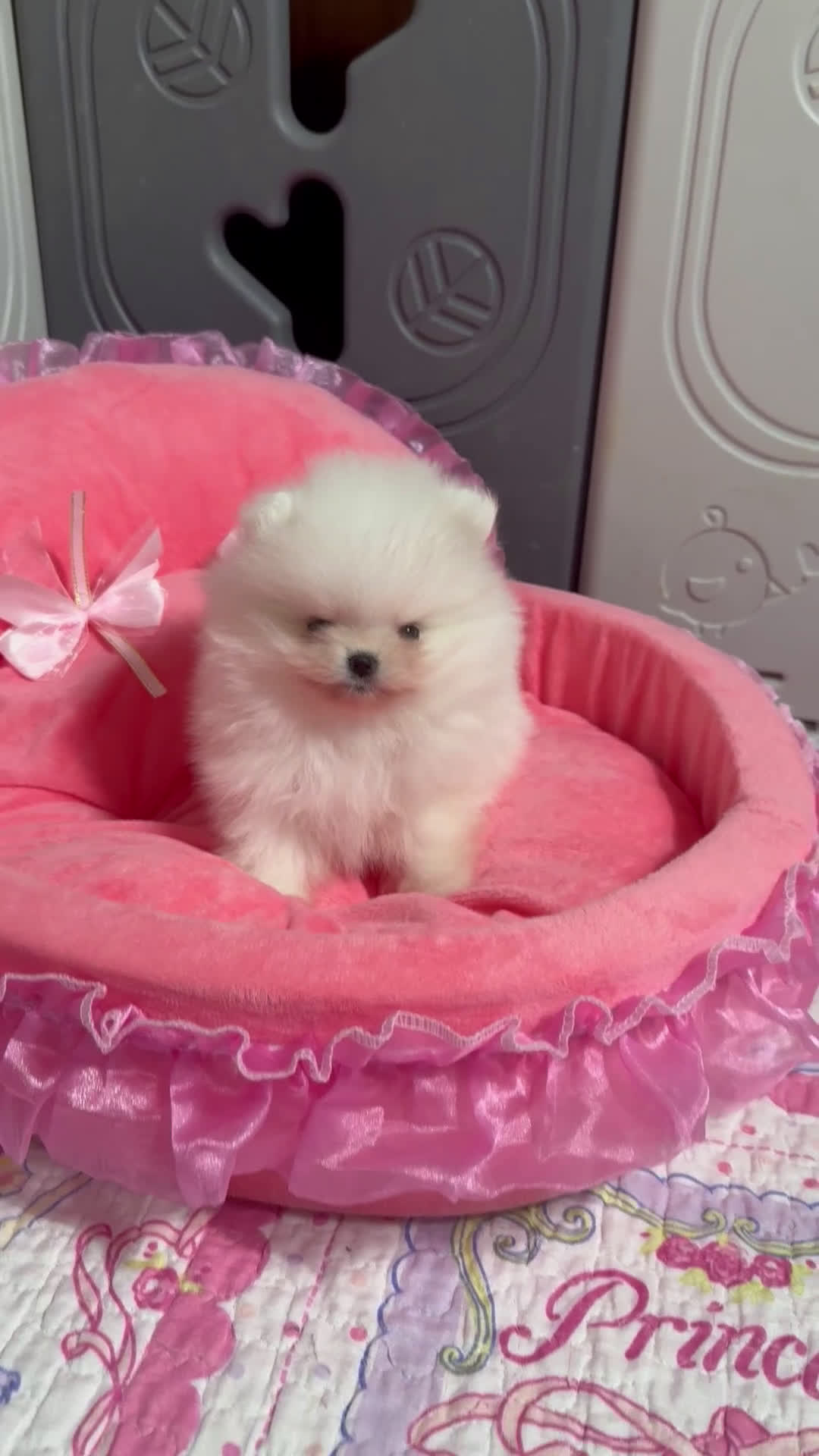 Pomerania perros en venta: Pomerania hembra mini - Video 1