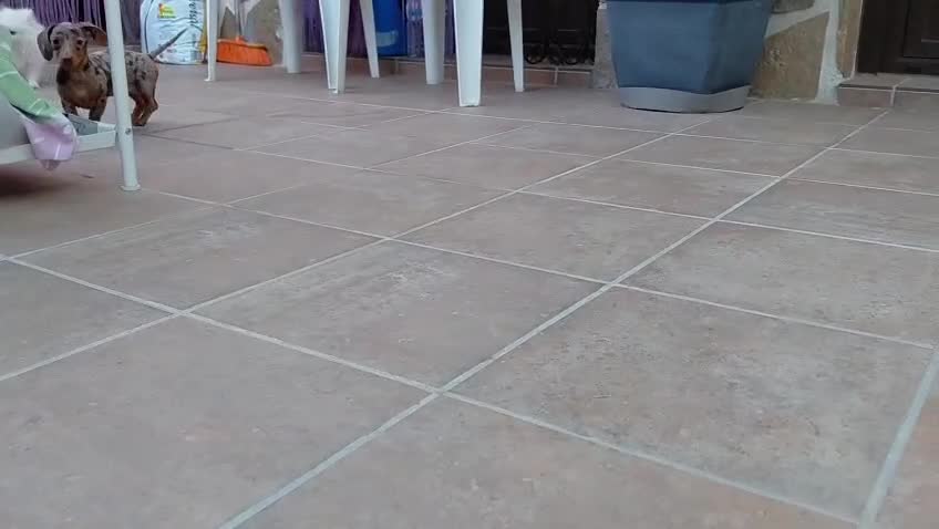 Teckel perros en venta: Teckel kanichen  - Video 1