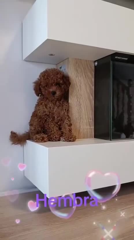 Caniche Toy perros en venta: Hembra de caniche toy rojo  - Video 2