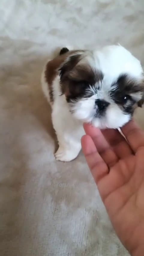 Shih Tzu perros en venta: Preciosos cachorros Shih Tzu de tamaño pequeño - Video 1