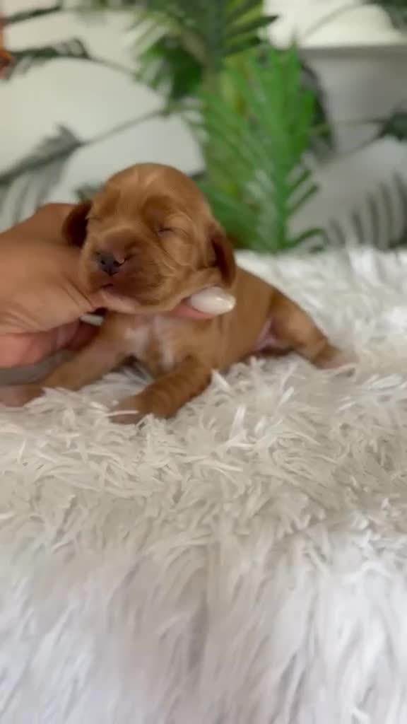 Cocker Spaniel Inglés perros en venta: COCKER SPANIEL INGLES - Video 1