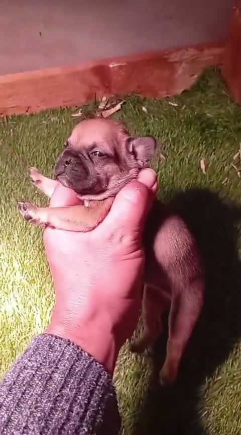Bulldog Francés perros en venta: Bulldog francés  - Video 3