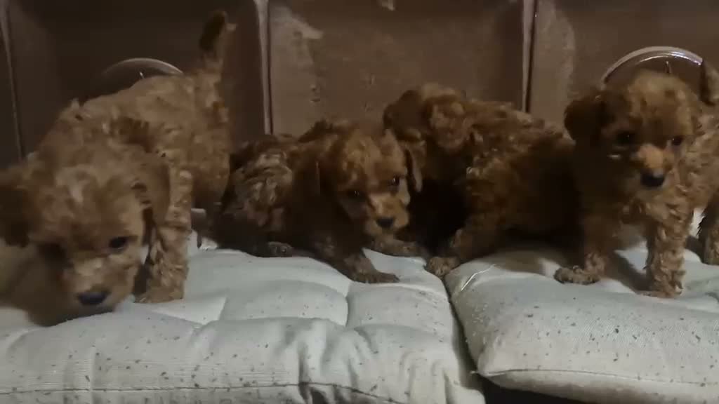 Caniche Toy perros en venta: CANICHES TOYS  en Madrid - Video 2
