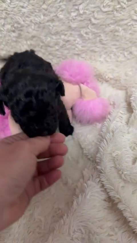 Caniche Toy perros en venta: Caniche  negra tacita  de té  - Video 1