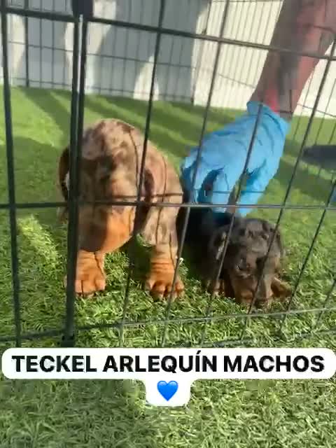 Teckel Miniatura perros en venta: PEQUEÑOS TECKEL ARLEQUÍN MACHOS PRECIOSOS - Video 1