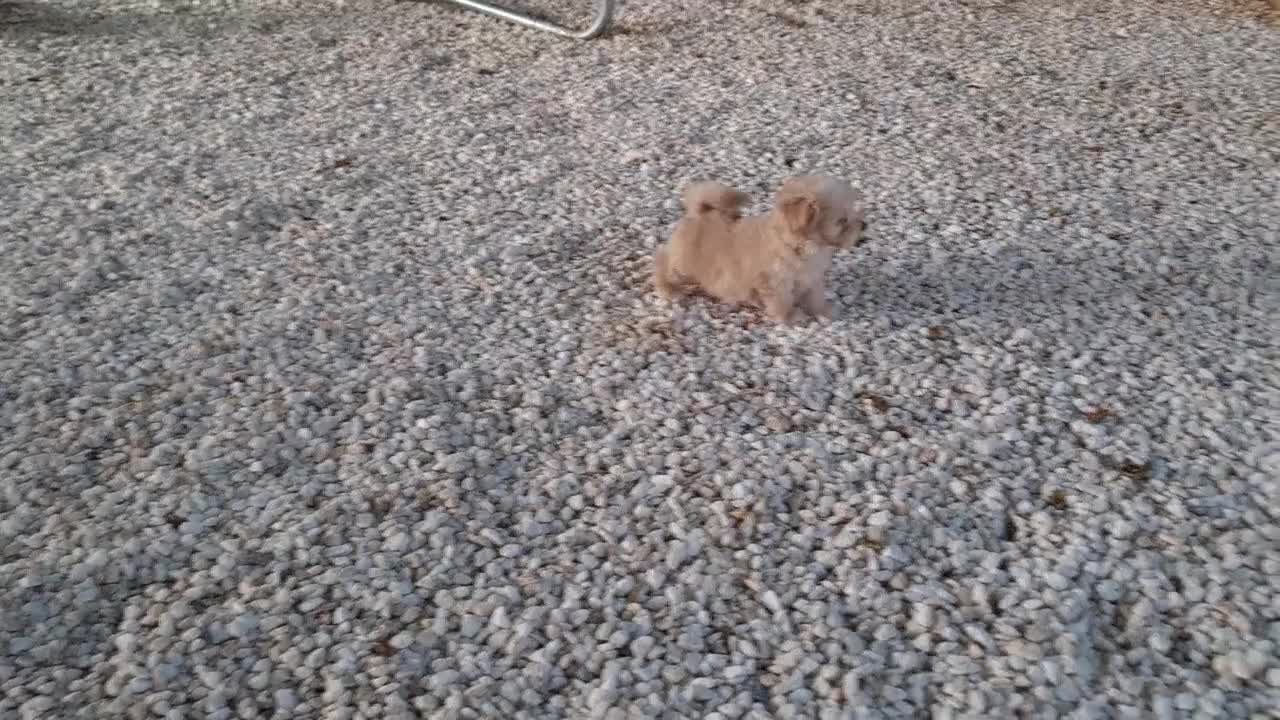 Maltipoo perros en venta: Maltipoo Toy Apricot  - Video 1