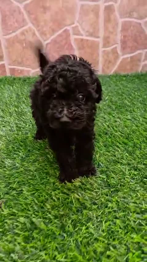 Caniche Toy perros en venta: Caniche hembra toy  - Video 5