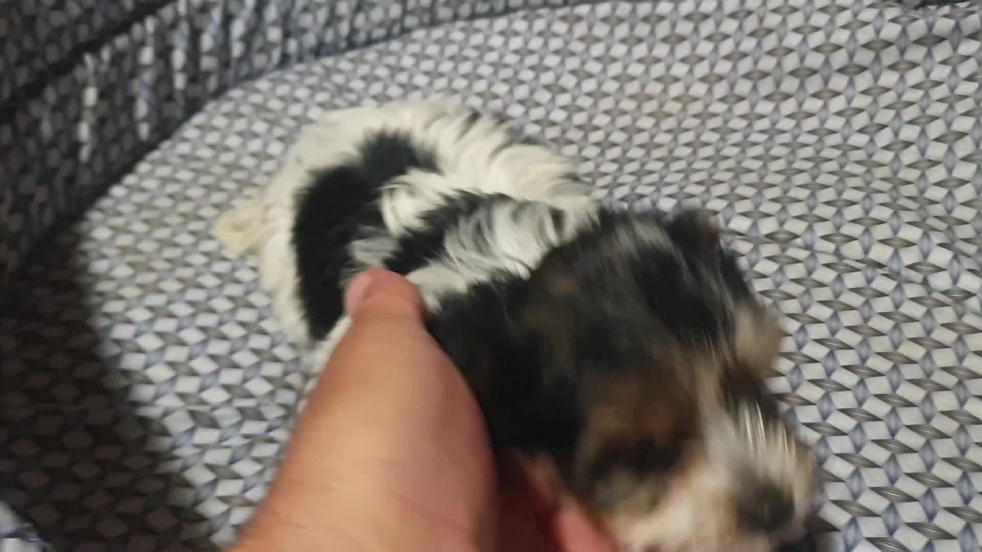 Biewer Yorkshire Terrier a la Pom Pon perros en venta: Biewer con pedigree excelente - Video 2